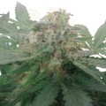 ROYAL QUEEN SEEDS - Royal Bluematic Automatic