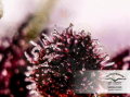 DUTCH PASSION - Auto Blackberry Kush®