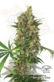 DUTCH PASSION - Master Kush