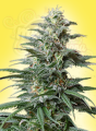 Big Bud Auto