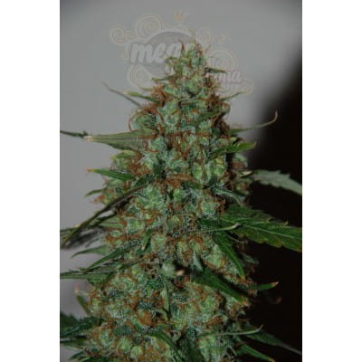 WORLD OF SEEDS - Wild Thailand Ryder Auto