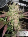 DUTCH PASSION - Master Kush
