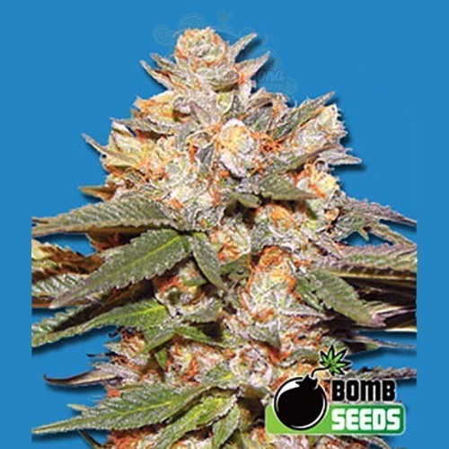 BOMB SEEDS - Big Bomb Auto