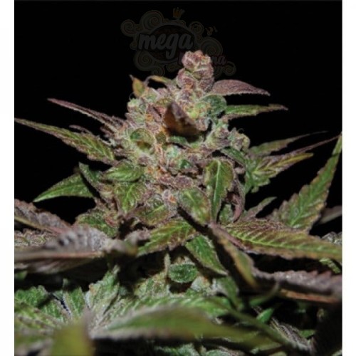 RESERVA PRIVADA - Purple Wreck