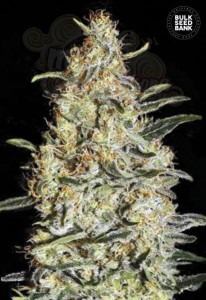 BULK SEED BANK - New's Haze