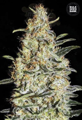 BULK SEED BANK - New's Haze