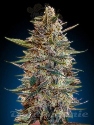 ADVANCED SEEDS - Auto Blue Diesel