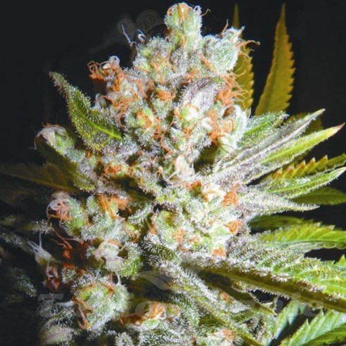 BIOHAZARD SEEDS - Auto 4:20