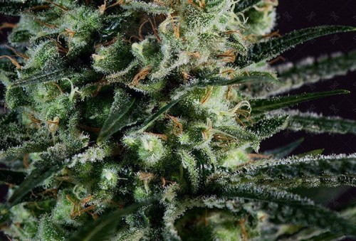 GENOFARM - Golden Berry