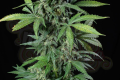 DINAFEM - Haze 2.0 Autoflowering