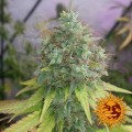 BARNEY’S FARM - G13 Haze