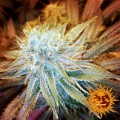BARNEY’S FARM - G13 Haze
