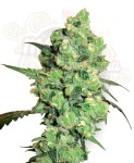 WHITE LABEL - Super Skunk