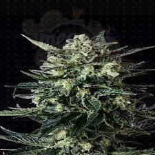 GENOFARM - Thunder Haze Auto