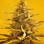 NIRVANA - White Widow Auto