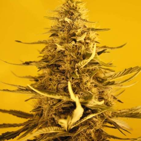 NIRVANA - White Widow Auto