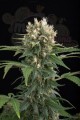 DINAFEM - Blue Thai