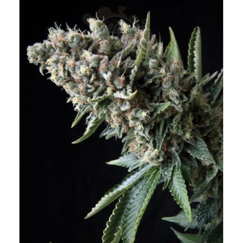 PYRAMID SEEDS - Auto Nefertiti