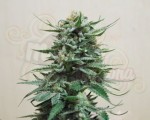 KALASHNIKOV SEEDS - Northern Russian Auto
