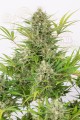 DINAFEM - Critical Cheese Autoflowering