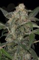 DINAFEM - Haze 2.0 Autoflowering