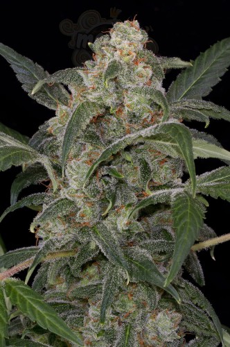 DINAFEM - Haze 2.0 Autoflowering