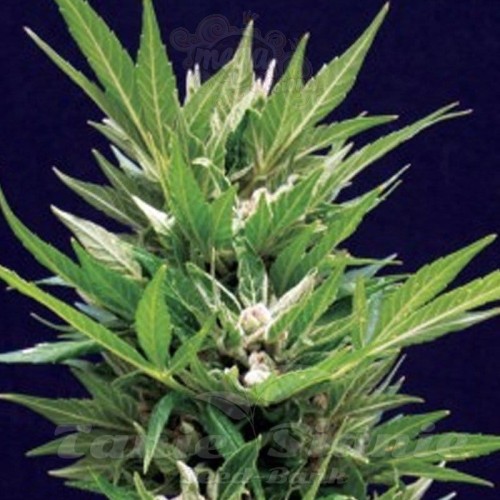 AMARANTA SEEDS - Amarant Automatic