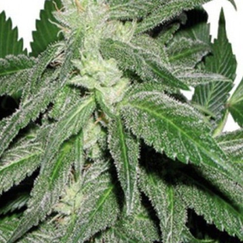 CANNABIOGEN - Taskenti