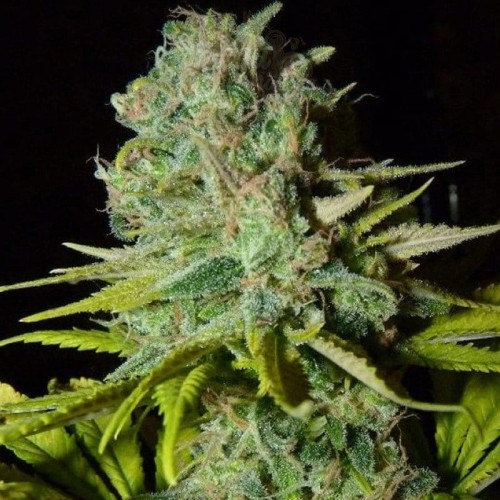 BIOHAZARD SEEDS - Big Lights