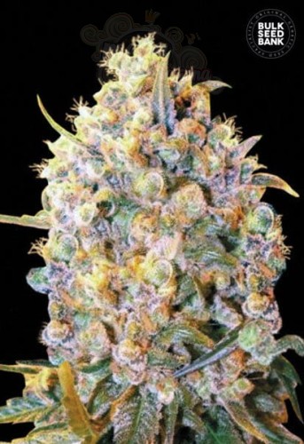 BULK SEED BANK - Bigger Bud