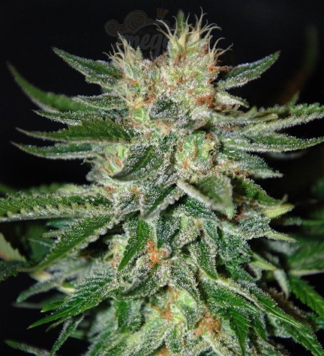DELICOUS SEEDS - Sugar Black Rose