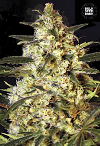 BULK SEED BANK - Auto Caramel King