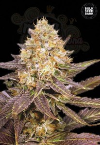 BULK SEED BANK - Lavender Best
