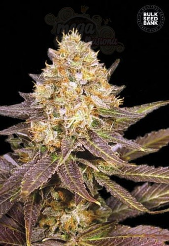 BULK SEED BANK - Lavender Best