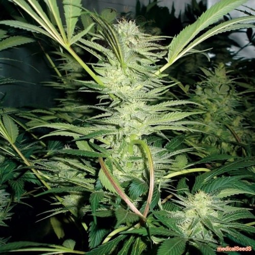 MEDICAL SEEDS - White Widow