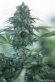 DINAFEM - Deep Cheese
