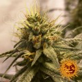 BARNEY’S FARM - Pineapple Chunk