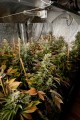 DINAFEM - White Widow