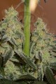 DINAFEM - Amnesia CBD