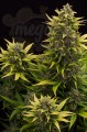 DINAFEM - Original Amnesia Autoflowering