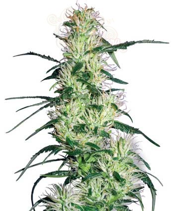 WHITE LABEL - Purple Haze