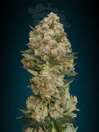 ADVANCED SEEDS - Critical