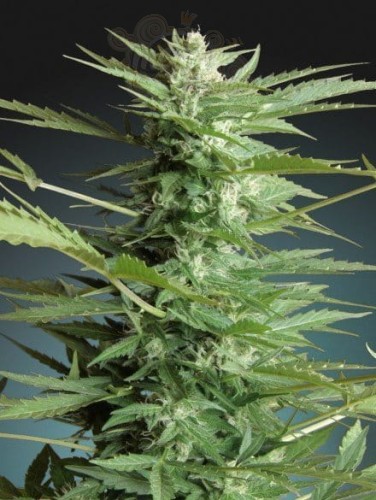 ADVANCED SEEDS - Sweet Dwarf Automatic