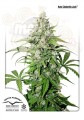 DUTCH PASSION - Auto Cinderella Jack®