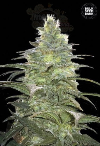 BULK SEED BANK - Blueberry Berry