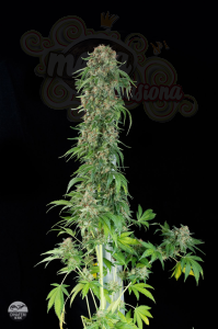 DINAFEM - White Siberian