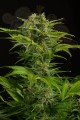 DINAFEM - Haze XXL Auto