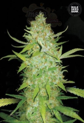 BULK SEED BANK - Auto AK