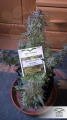DUTCH PASSION - Auto Blueberry®