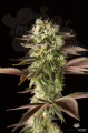 DINAFEM - Remo Chemo